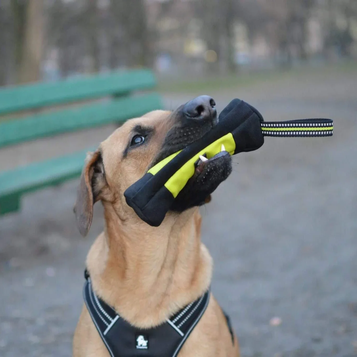 Truelove cão treinamento retri - Food Storage Zipper avaliação e preço
